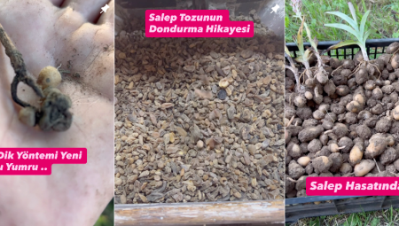 Salep Yetiştiriciliği ile Para Kazanmak İsteyenler İçin Doğru Başlangıç: Gold Salep